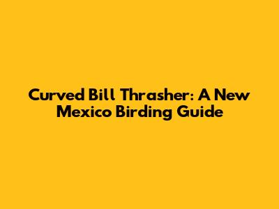 Curved Bill Thrasher: A New Mexico Birding Guide